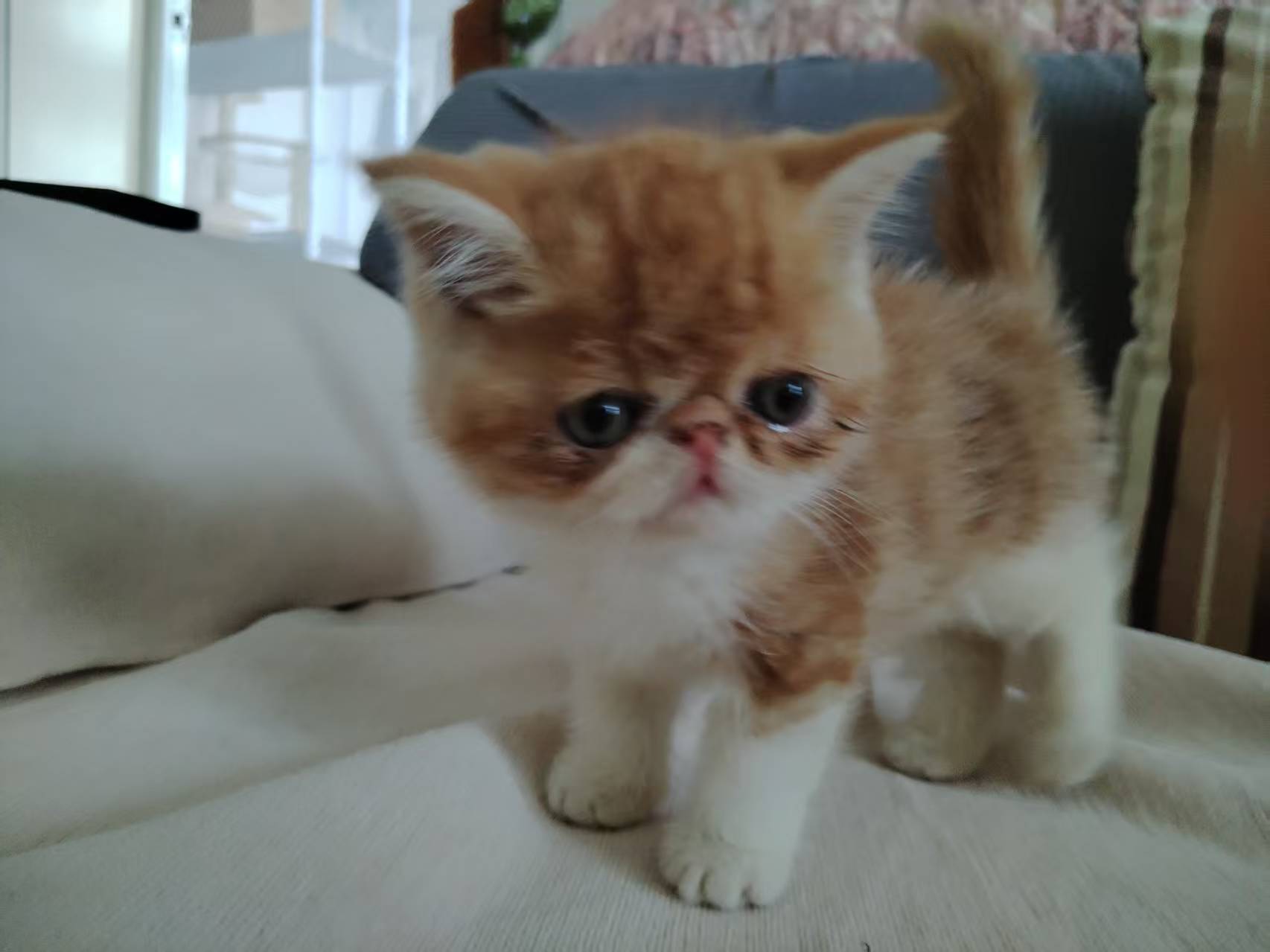 加菲猫